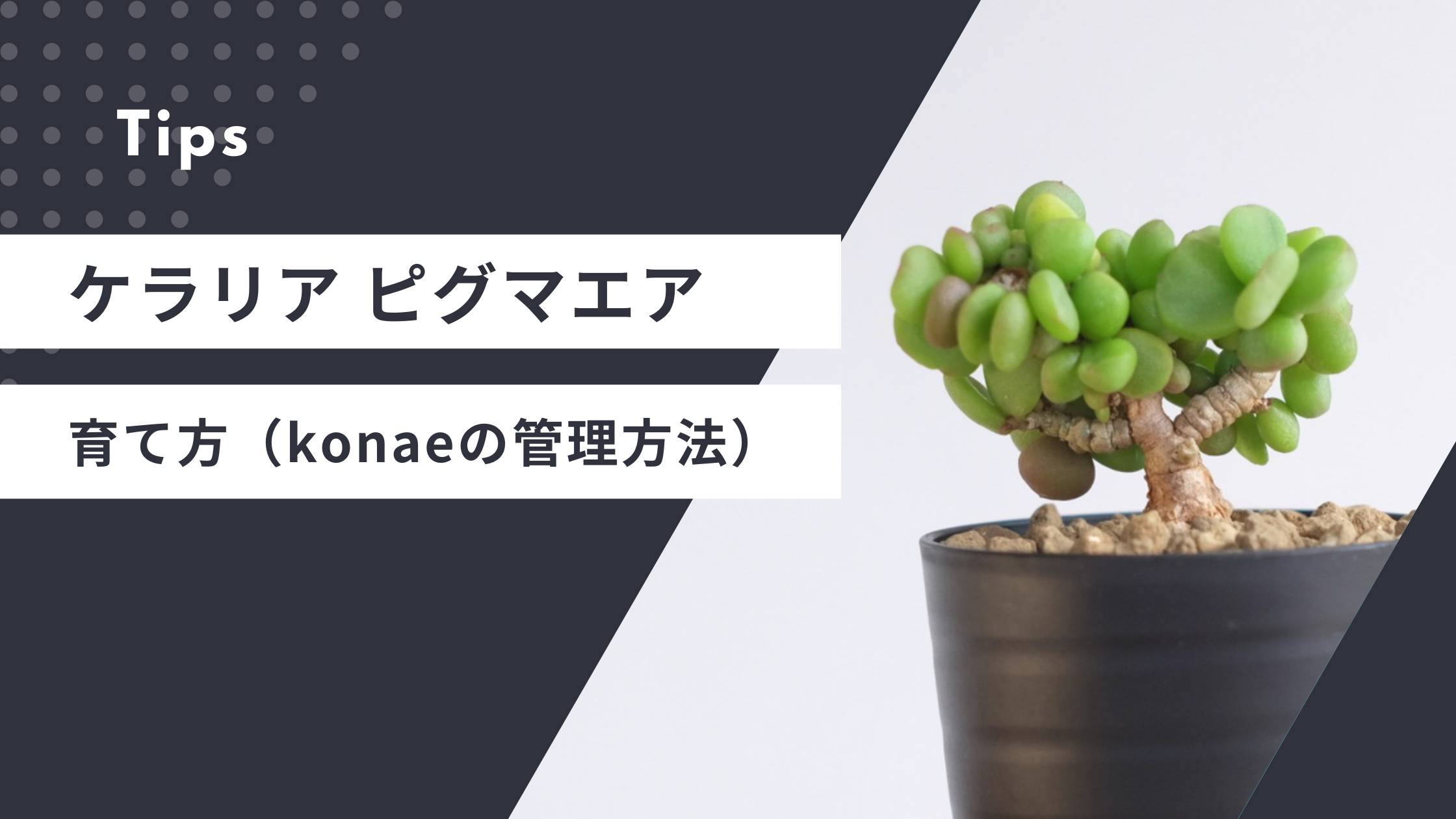 ケラリア ピグマエアの育て方（konaeの管理方法） | 塊根植物専門 