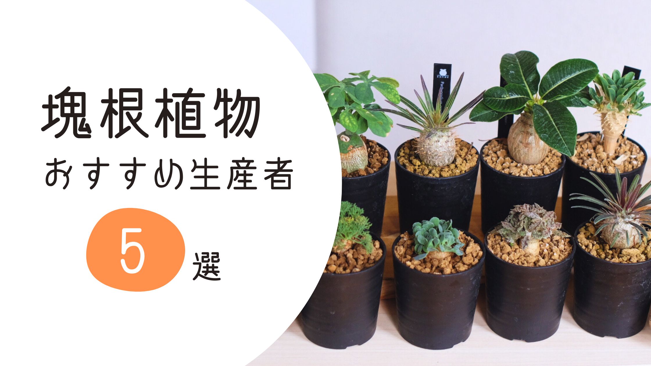 塊根植物 おすすめ生産者 5選 | 塊根植物専門メディア konae blog