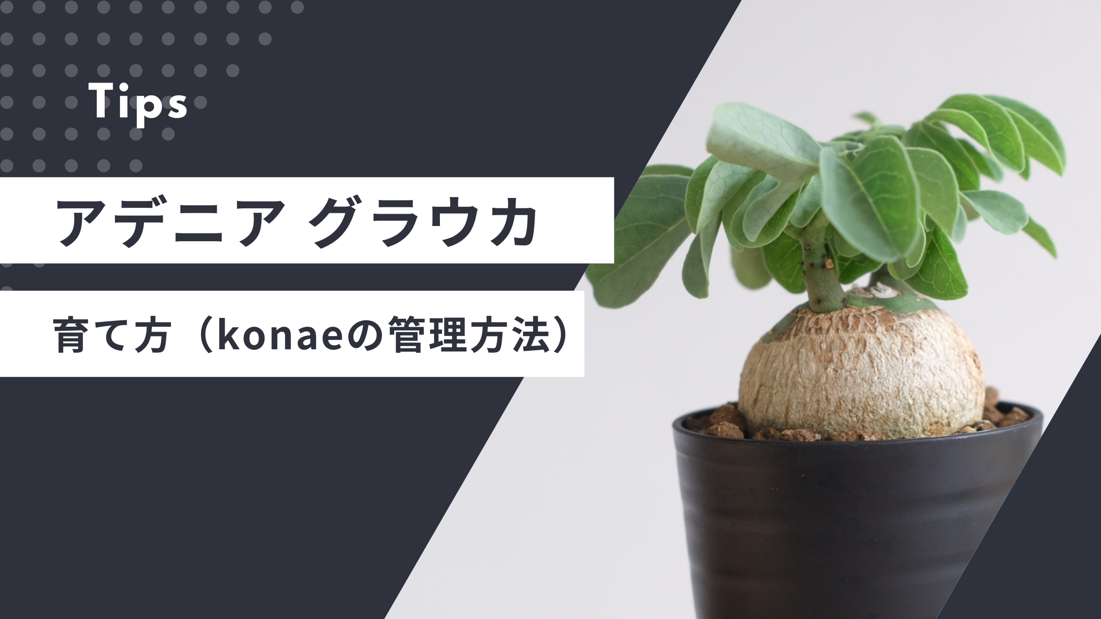 アデニア グラウカの育て方（konaeの管理方法） | 塊根植物専門 