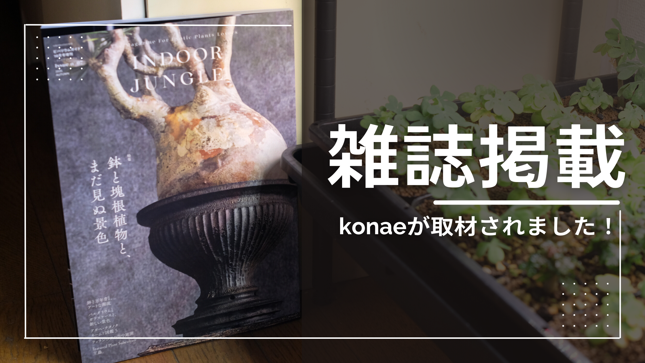 konaeが雑誌に掲載されました！【INDOOR JUNGLE（インドアジャングル 