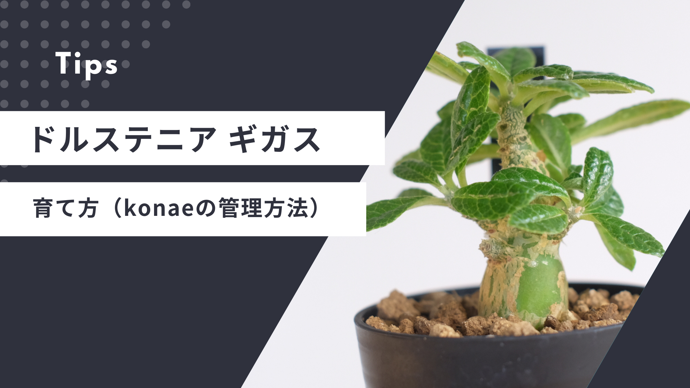 ドルステニア ギガスの育て方（konaeの管理方法） | 塊根植物専門 